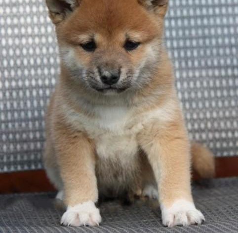 最新国际注册犬舍 出售极品赛级柴犬幼犬全国空运发货